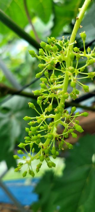 서대산향수님의 포도 · 영농일지 작성글 사진