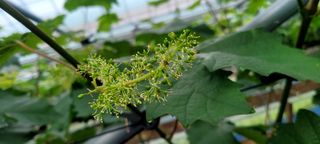 서대산향수님의 포도 · 영농일지 작성글 사진