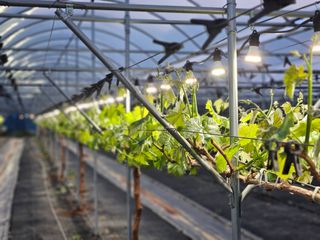 파수꾼(김성호)님의 포도 · 영농일지 작성글 사진