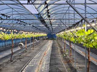 파수꾼(김성호)님의 포도 · 영농일지 작성글 사진