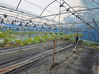 파수꾼(김성호)님의 포도 · 영농일지 작성글 사진