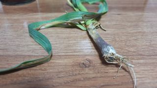 선샌님님의 농사, 무엇이든 물어보세요! · 참여글 작성글 사진