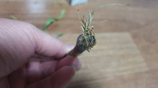 선샌님님의 농사, 무엇이든 물어보세요! · 참여글 작성글 사진