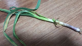 선샌님님의 농사, 무엇이든 물어보세요! · 참여글 작성글 사진