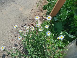 이희자님의 자유주제 · 자유게시판 작성글 사진