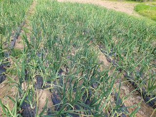 가루개님의 양파 · 병해충상담 작성글 사진