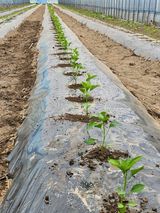 팜모닝 그곳에서 농사하게 된 계기는?·참여글 게시글 이미지