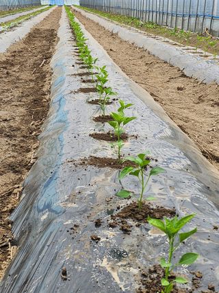김창순님의 그곳에서 농사하게 된 계기는? · 참여글 작성글 사진
