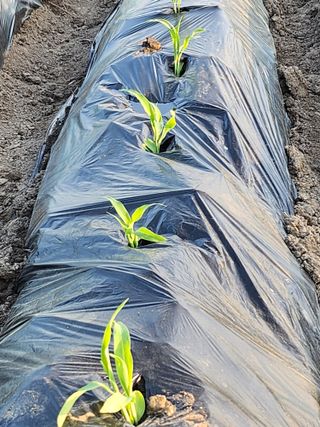 김창순님의 그곳에서 농사하게 된 계기는? · 참여글 작성글 사진