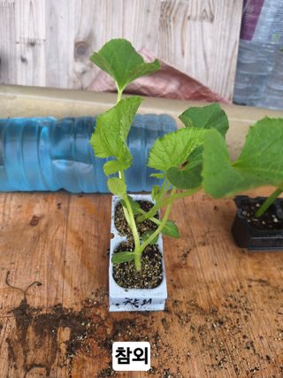 로즈마리님의 고추 · 영농일지 작성글 사진