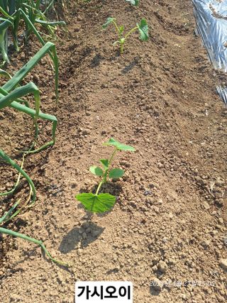 로즈마리님의 고추 · 영농일지 작성글 사진