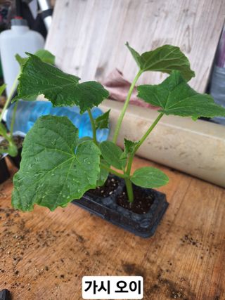 로즈마리님의 고추 · 영농일지 작성글 사진