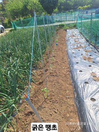 로즈마리님의 고추 · 영농일지 작성글 사진