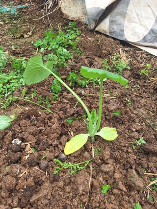 로즈마리님의 고추 · 영농일지 작성글 사진