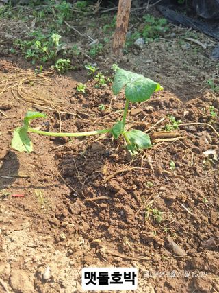 로즈마리님의 고추 · 영농일지 작성글 사진