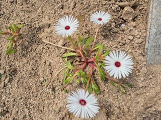 송명식님의 그곳에서 농사하게 된 계기는? · 참여글 작성글 사진