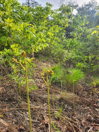백화산지킴이산야초님의 그곳에서 농사하게 된 계기는? · 참여글 작성글 사진