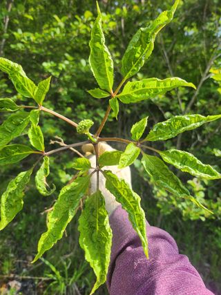백화산지킴이산야초님의 그곳에서 농사하게 된 계기는? · 참여글 작성글 사진