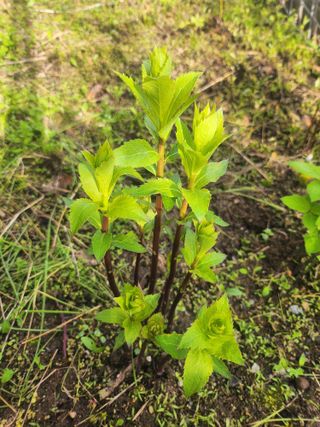 백화산지킴이산야초님의 그곳에서 농사하게 된 계기는? · 참여글 작성글 사진