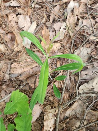 백화산지킴이산야초님의 그곳에서 농사하게 된 계기는? · 참여글 작성글 사진