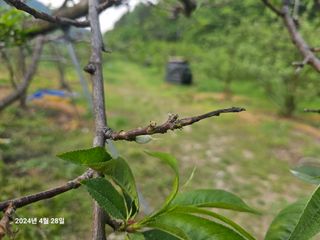 물맑은농장님의 복숭아 · 병해충상담 작성글 사진