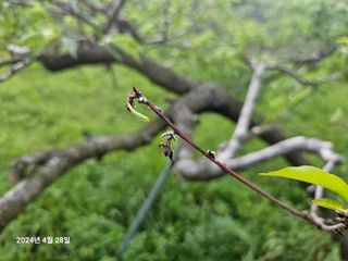 물맑은농장님의 복숭아 · 병해충상담 작성글 사진