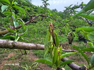 물맑은농장님의 복숭아 · 병해충상담 작성글 사진