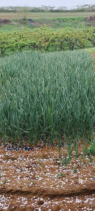 이영미님의 그곳에서 농사하게 된 계기는? · 참여글 작성글 사진