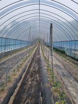 팜모닝 고추·영농일지 게시글 이미지