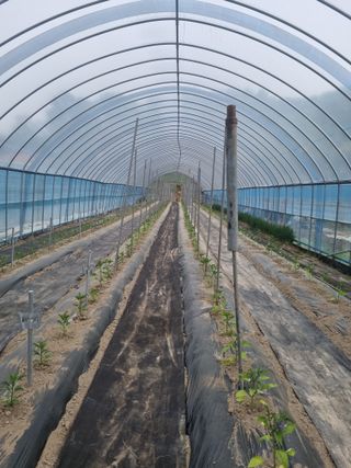 박덕환님의 고추 · 영농일지 작성글 사진