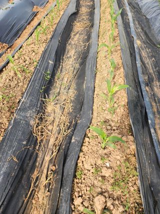 이영욱 님의 옥수수 · 영농일지 작성글 사진