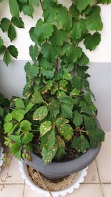 팜모닝 기타작물·병해충상담 게시글 이미지