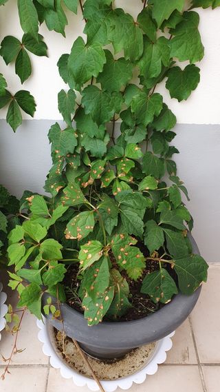 나무방님의 기타작물 · 병해충상담 작성글 사진