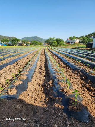 감자님의 고추 · 영농일지 작성글 사진