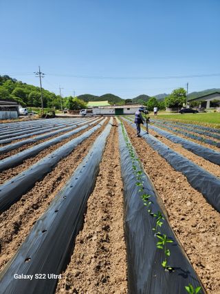 감자님의 고추 · 영농일지 작성글 사진