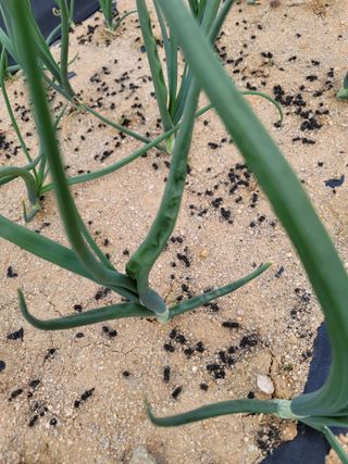 친환경님의 양파 · 병해충상담 작성글 사진