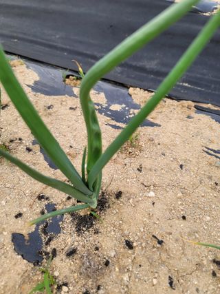 친환경님의 양파 · 병해충상담 작성글 사진