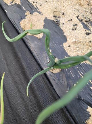 친환경님의 양파 · 병해충상담 작성글 사진