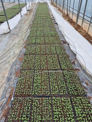 송광만님의 참깨 · 자유게시판 작성글 사진