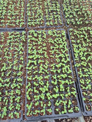 송광만님의 참깨 · 자유게시판 작성글 사진