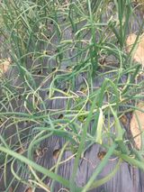 팜모닝 양파·병해충상담 게시글 이미지