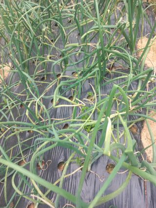 오웅진님의 양파 · 병해충상담 작성글 사진