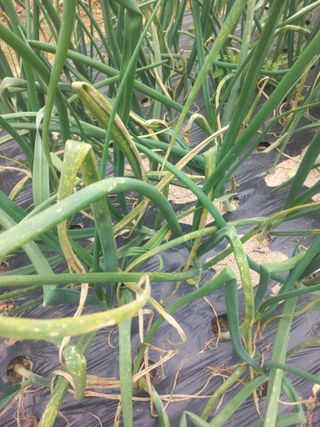 오웅진님의 양파 · 병해충상담 작성글 사진