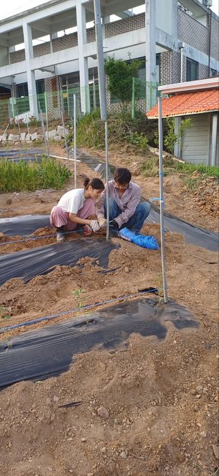 이수용님의 고추 · 영농일지 작성글 사진