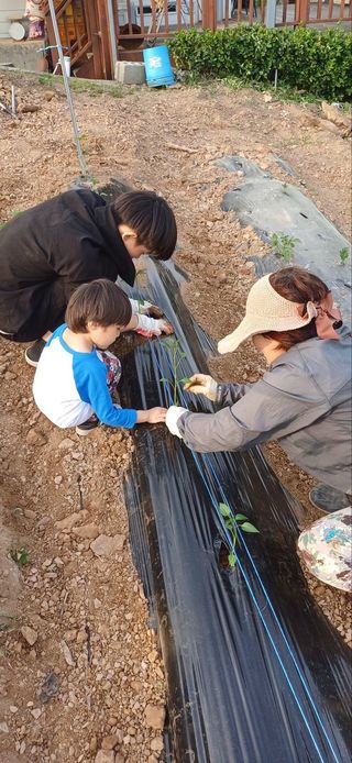 이수용님의 고추 · 영농일지 작성글 사진