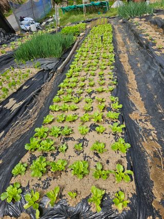 남양주도시농부님의 상추 · 자유게시판 작성글 사진