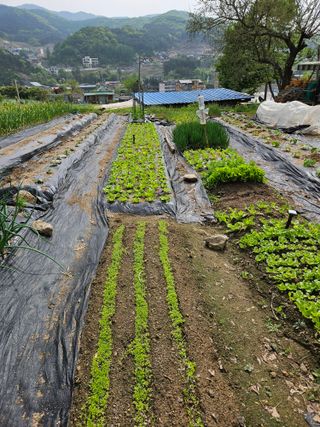남양주도시농부님의 상추 · 자유게시판 작성글 사진