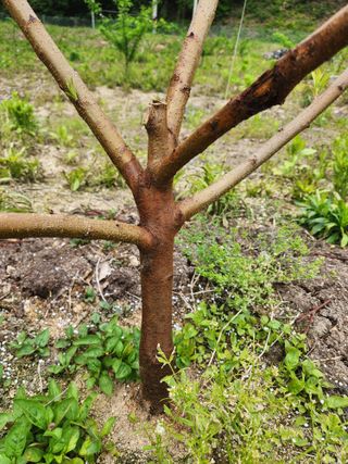 행복농원님의 복숭아 · 병해충상담 작성글 사진