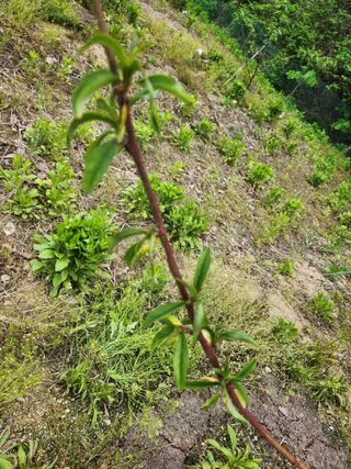 행복농원님의 복숭아 · 병해충상담 작성글 사진