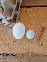 팜모닝 자유주제·자유게시판 게시글 이미지